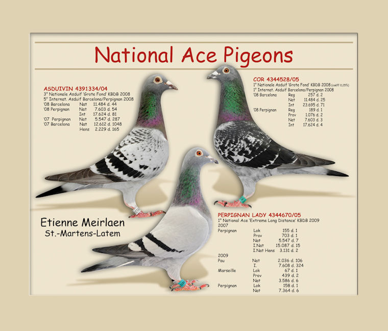 http://pigeons.ro/wp-content/uploads/national_ace_pigeons.jpg