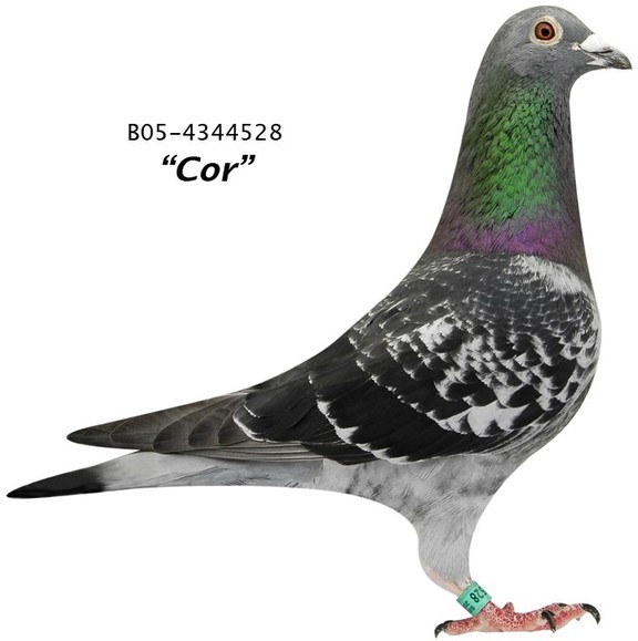 http://www.herbots.be/image/pigeon_gallery_large/5006ca739be0f.jpg